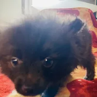 Cocoa, a female Pomeranian for sale in Benton, AR – 8 of 10