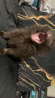 Cocoa, a female Pomeranian for sale in Benton, AR – 9 of 10
