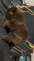 Cocoa, a female Pomeranian for sale in Benton, AR – 4 of 10