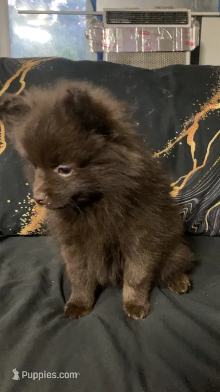 Cocoa – Pomeranian puppy for sale in Benton, AR