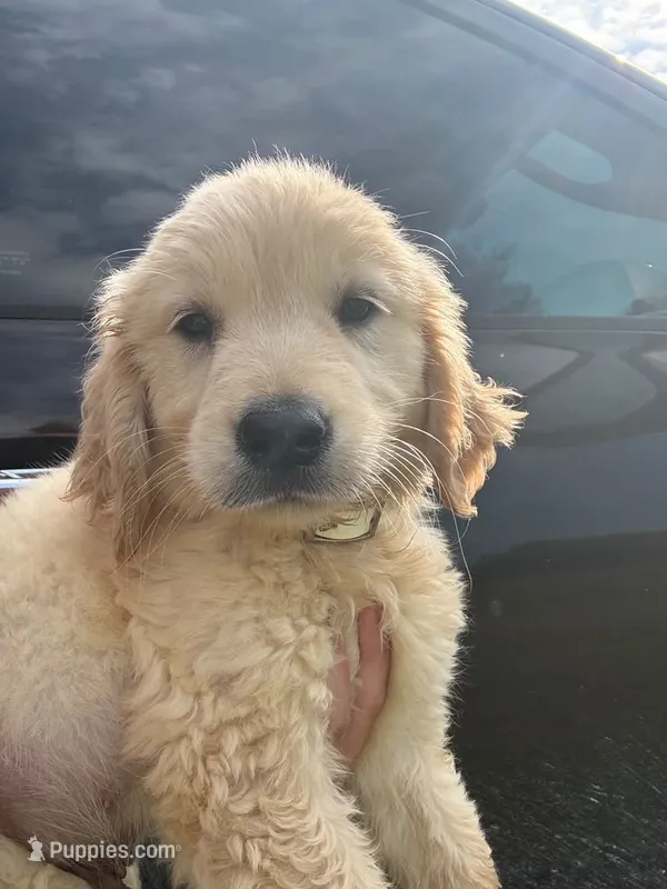 Momo – Golden Retriever puppy for sale in Tallahassee, FL