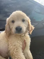 Momo, a male Golden Retriever for sale in Tallahassee, FL – 1 of 4