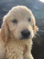 Momo, a male Golden Retriever for sale in Tallahassee, FL – 3 of 4