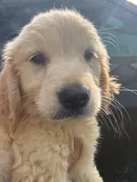 Momo, a male Golden Retriever for sale in Tallahassee, FL – 4 of 4