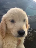 Momo, a male Golden Retriever for sale in Tallahassee, FL – 2 of 4