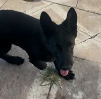 Rocki, a male German Shepherd Dog for sale in Miami, FL – 2 of 3