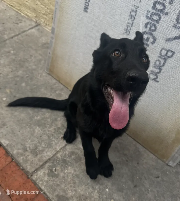 Katana – German Shepherd Dog puppy for sale in Miami, FL