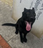 Katana, a female German Shepherd Dog for sale in Miami, FL – 1 of 1