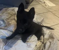 shakira , a female German Shepherd Dog for sale in Miami, FL – 2 of 2
