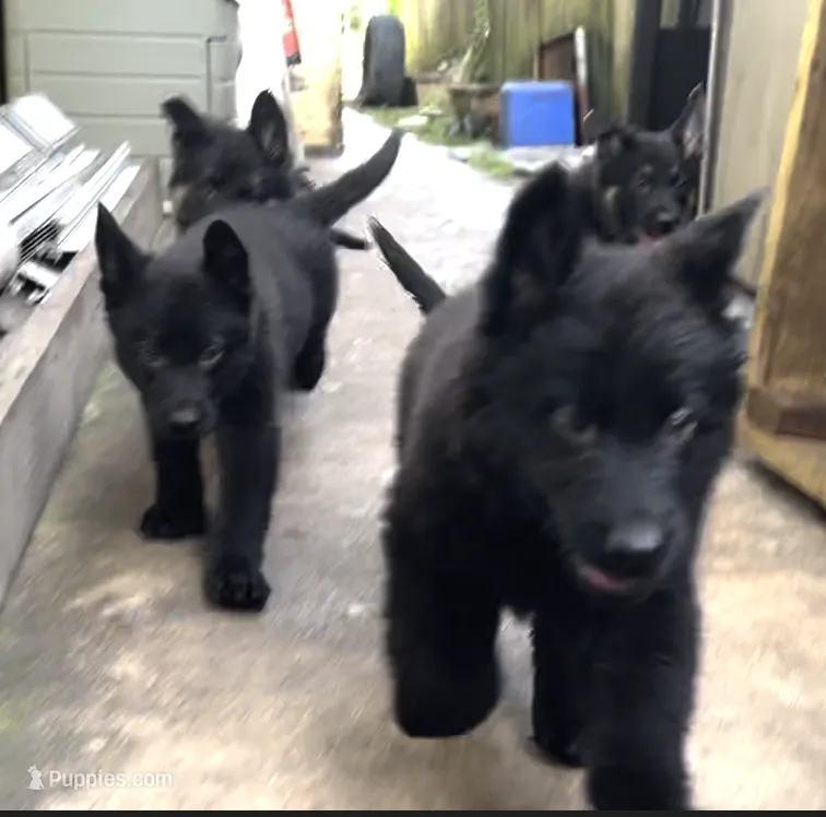 Rocki – German Shepherd Dog puppy for sale in Miami, FL