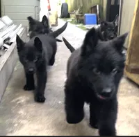 Rocki, a male German Shepherd Dog for sale in Miami, FL – 1 of 3