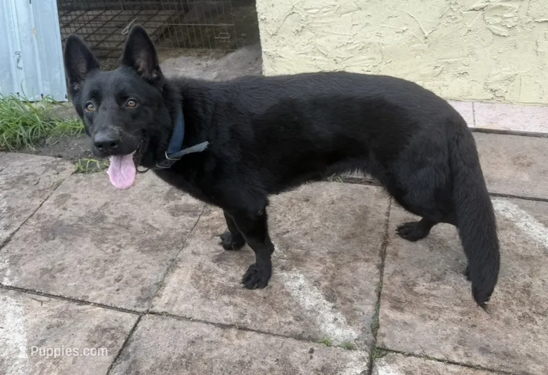 Katana – German Shepherd Dog puppy for sale in Miami, FL