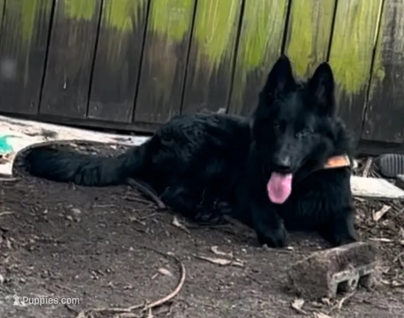 shakira  – German Shepherd Dog puppy for sale in Miami, FL