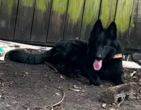shakira , a female German Shepherd Dog for sale in Miami, FL – 1 of 2