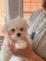 BIG BUNNY , a female Maltese for sale in Georgetown, IN – 1 of 5