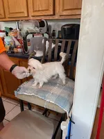 Pookie, a male Maltese for sale in Georgetown, IN – 3 of 7