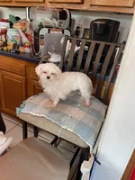 Pookie, a male Maltese for sale in Georgetown, IN – 6 of 7