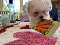 BIG BUNNY , a female Maltese for sale in Georgetown, IN – 2 of 5