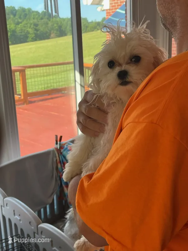BISCUIT – Maltese puppy for sale in Georgetown, IN