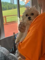 BISCUIT, a  Maltese for sale in Georgetown, IN – 1 of 3