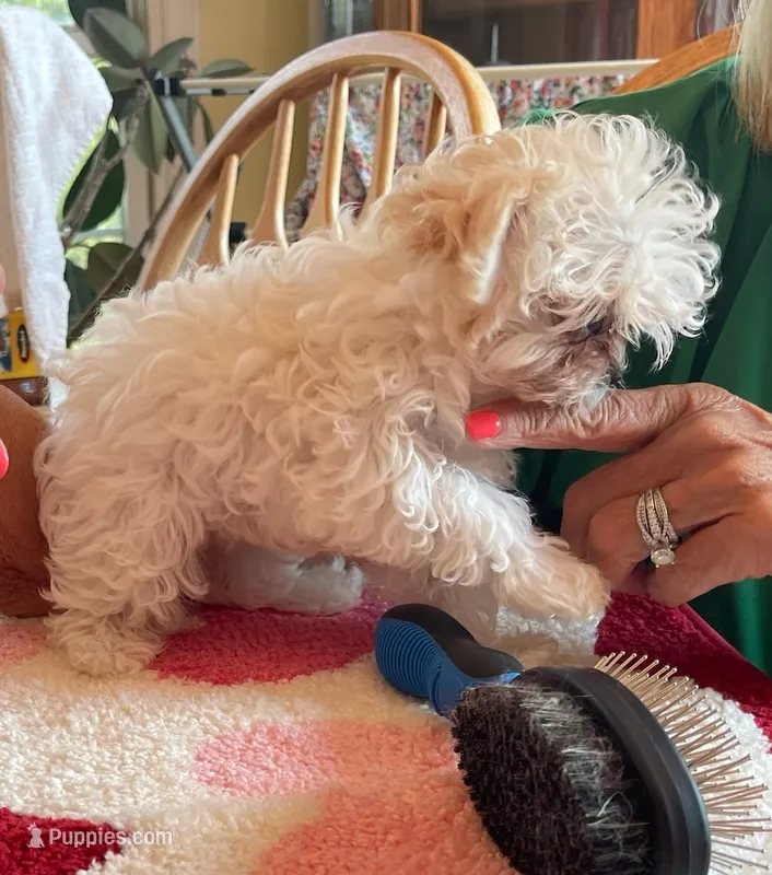 BLUEBERRY (TEACUP) *TINY – Morkie puppy for sale in Georgetown, IN
