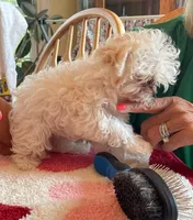 BLUEBERRY (TEACUP) *TINY, a female Morkie for sale in Georgetown, IN – 1 of 3