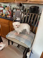 Pookie, a male Maltese for sale in Georgetown, IN – 4 of 7