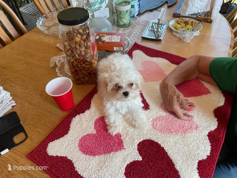 STRAWBERRY – Morkie puppy for sale in Georgetown, IN