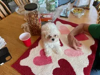 STRAWBERRY, a female Morkie for sale in Georgetown, IN – 1 of 2