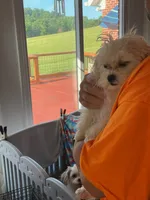 BISCUIT, a  Maltese for sale in Georgetown, IN – 3 of 3