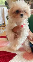 BLUEBERRY (TEACUP) *TINY, a female Morkie for sale in Georgetown, IN – 2 of 3