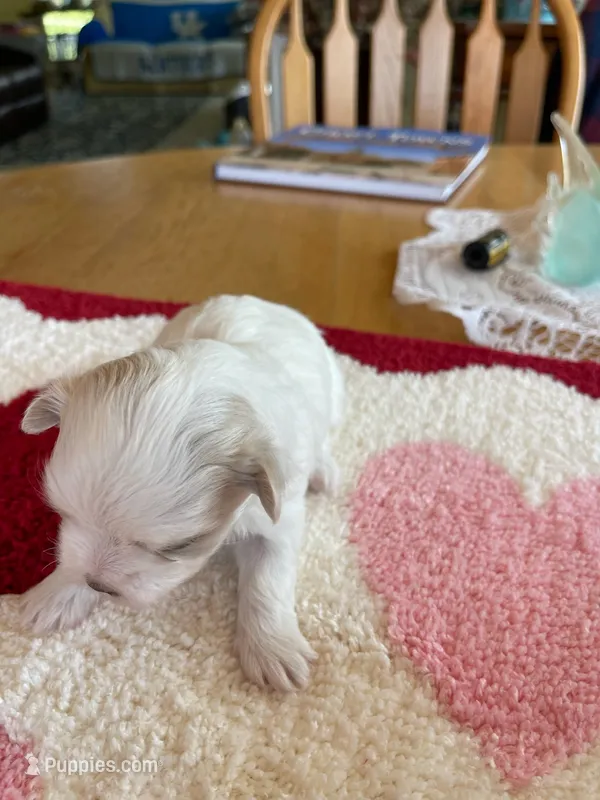 Gracie – Morkie puppy for sale in Georgetown, IN