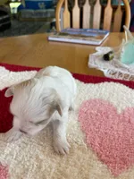 RASBERRY, a female Morkie for sale in Georgetown, IN – 1 of 1