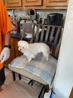Pookie, a male Maltese for sale in Georgetown, IN – 5 of 7