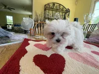 BIG BUNNY , a female Maltese for sale in Georgetown, IN – 4 of 5