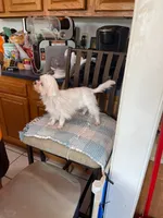 Pookie, a male Maltese for sale in Georgetown, IN – 2 of 7