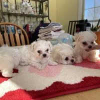 GUMBALL, a  Maltese for sale in Georgetown, IN – Photo 1 of 2