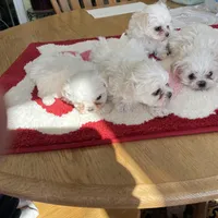 GUMBALL, a  Maltese for sale in Georgetown, IN – Photo 2 of 2