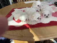 puppies, a  Maltese for sale in Georgetown, IN – Photo 2 of 2