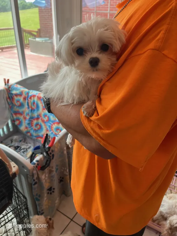 Pookie – Maltese puppy for sale in Georgetown, IN