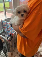 Pookie, a male Maltese for sale in Georgetown, IN – 1 of 7