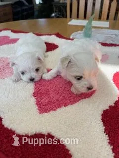 BUNNY RABBIT, a male Maltese for sale in Georgetown, IN – Photo 1 of 1