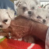 NIBBLER, a male Maltese for sale in Georgetown, IN – Photo 3 of 3