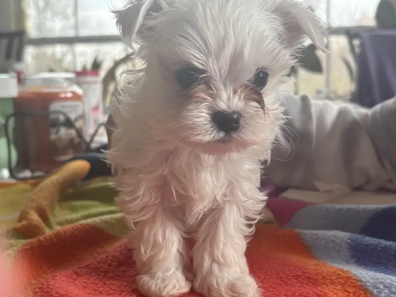 NIBBLER – Maltese puppy for sale in Georgetown, IN