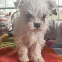 NIBBLER, a male Maltese for sale in Georgetown, IN – Photo 2 of 3