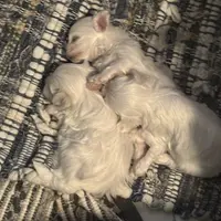 NIBBLER, a male Maltese for sale in Georgetown, IN – Photo 1 of 3