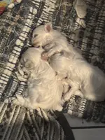 processed/f8ce3950-cf64-4930-a5bd-3045c76b2f43/listing/aa38fd17-2a69-47ec-8932-c4b1048a4bfd/ff7edac6-c3d5-4f11-9844-a1fe15ede2cf