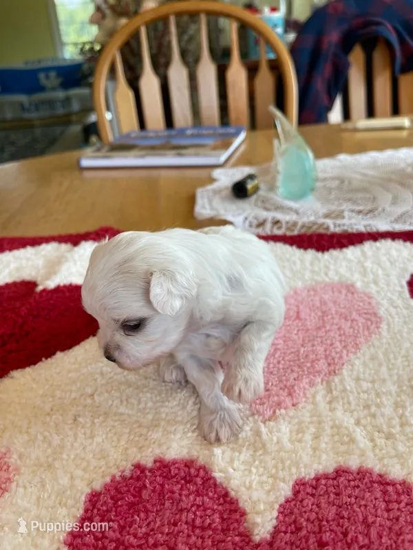 Dori – Morkie puppy for sale in Georgetown, IN