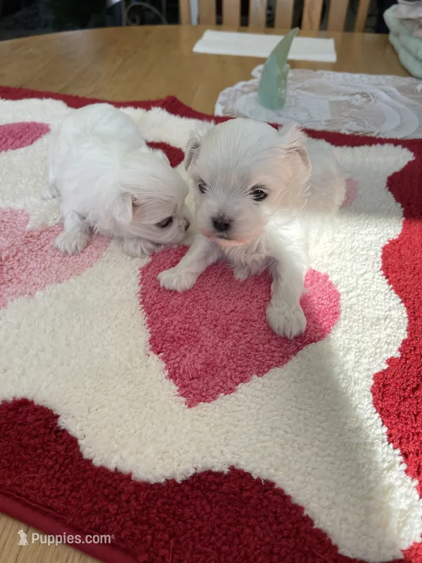 GUMBALL – Maltese puppy for sale in Georgetown, IN