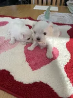 BISCUIT, a  Maltese for sale in Georgetown, IN – 2 of 3